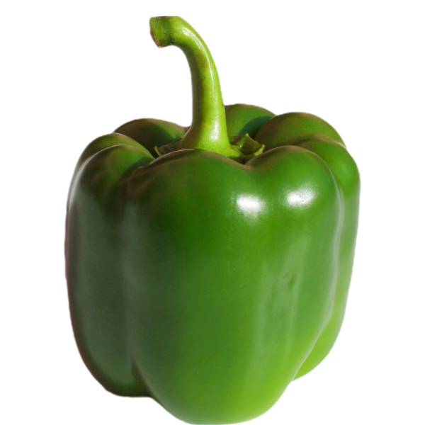 Capsicum